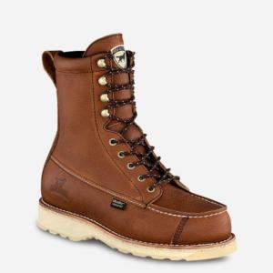 irish_setter A0894